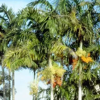 thumbnail for publication: Carpentaria acuminata: Carpentaria Palm